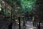 39 Il sentiero scorre qui recintato e stretto tra fitti alberi 